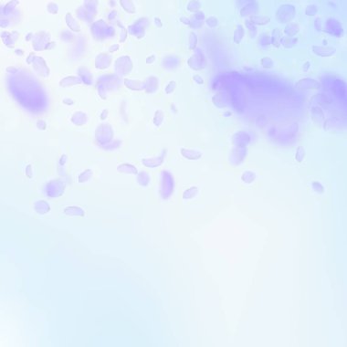 Mor çiçek yaprakları dökülüyor. Nadir rastlanan romantik...