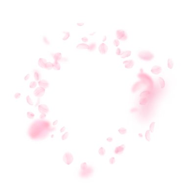 Sakura petals falling down. Romantic pink flowers  clipart