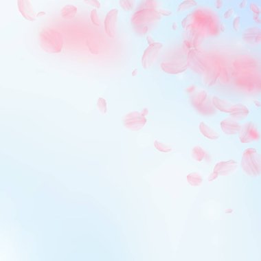 Sakura yaprakları dökülüyor. Romantik pembe çiçekler 