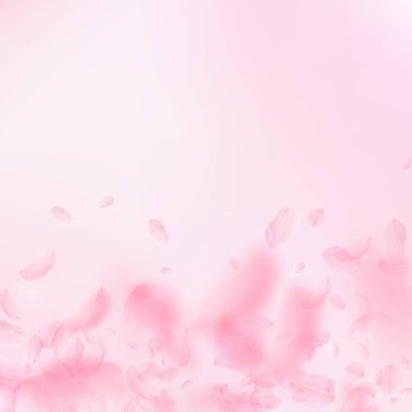 Sakura yaprakları dökülüyor. Romantik pembe çiçekler 