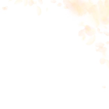 Sarı turuncu çiçek yaprakları dökülüyor. Şirin rom.