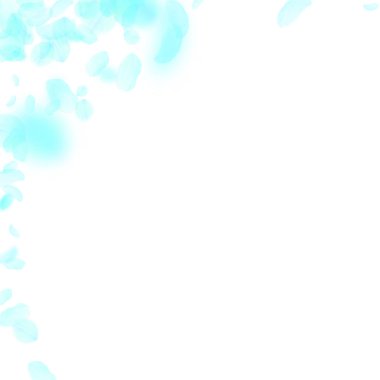 Turkuaz çiçek yaprakları dökülüyor. Muhteşem rom.