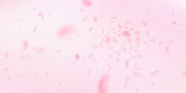 Sakura yaprakları dökülüyor. Romantik pembe çiçekler 