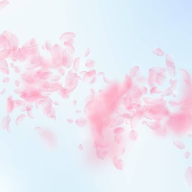 Sakura yaprakları dökülüyor. Romantik pembe çiçekler 