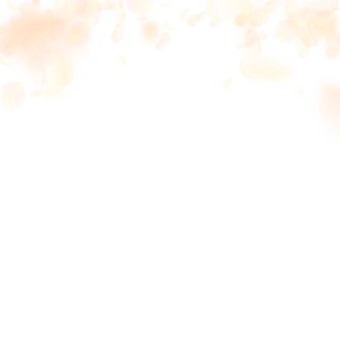 Sarı turuncu çiçek yaprakları dökülüyor. Şaşırtıcı. 