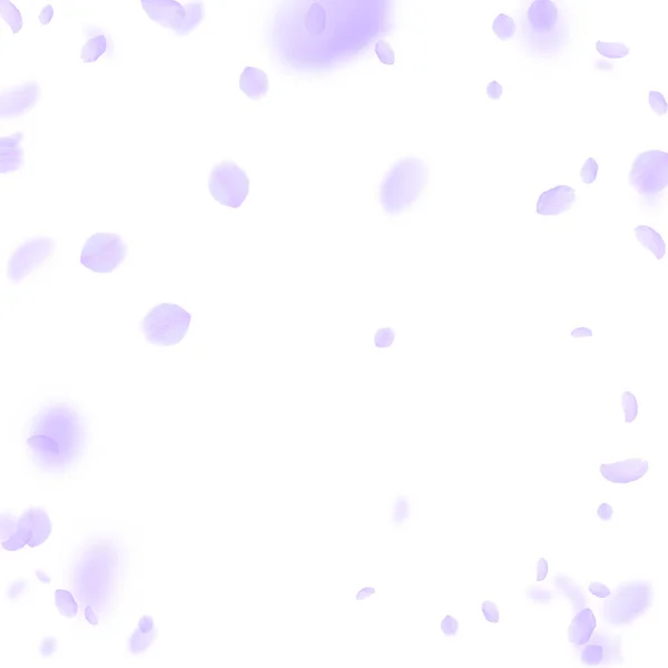 Des pétales de fleurs violettes tombent. Belle romaine — Image vectorielle