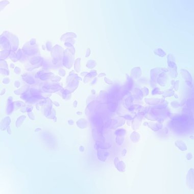 Mor çiçek yaprakları dökülüyor. Fevkalade.