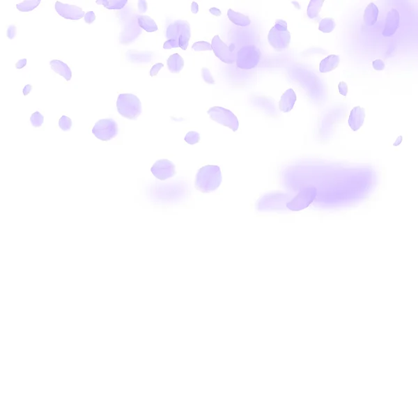 紫色花瓣落下。好奇的罗曼蒂 — 图库矢量图片