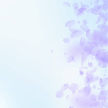 Mor çiçek yaprakları dökülüyor. Romantizm getiriliyor.