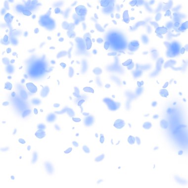 Koyu mavi çiçek yaprakları dökülüyor. Muhteşem rom.