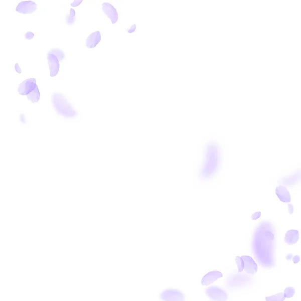 Des pétales de fleurs violettes tombent. Merveilleux romain — Image vectorielle