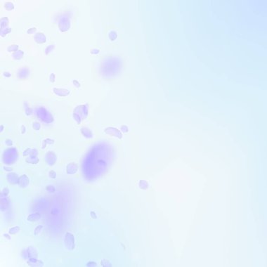 Menekşe çiçek yaprakları aşağı düşen. Üstün rom