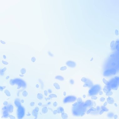 Koyu mavi çiçek yaprakları dökülüyor. Göz kamaştırıcı rom.