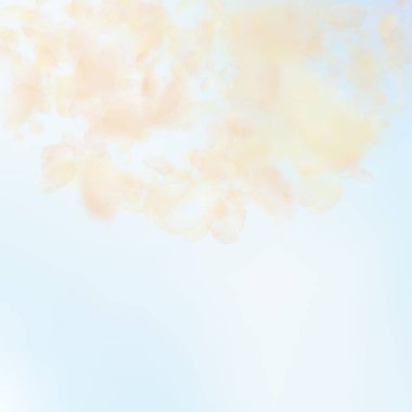 Sarı turuncu çiçek yaprakları dökülüyor. Sek rom