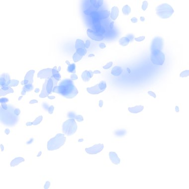 Koyu mavi çiçek yaprakları dökülüyor. Optimal Roma