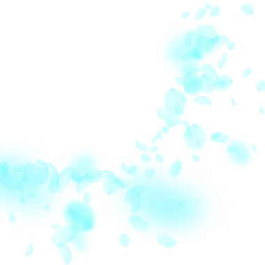 Turkuaz çiçek yaprakları dökülüyor. Canlı Romalılar