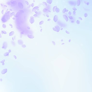 Mor çiçek yaprakları dökülüyor. Çok romantik.