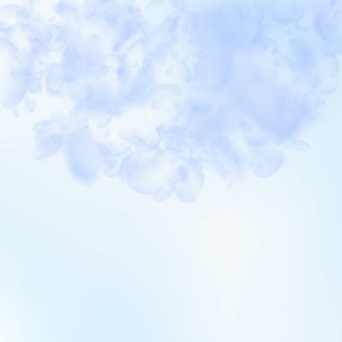 Açık mavi çiçek yaprakları dökülüyor. Güzel Roma.