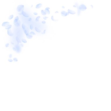 Açık mavi çiçek yaprakları düşüyor. Düzgün romant