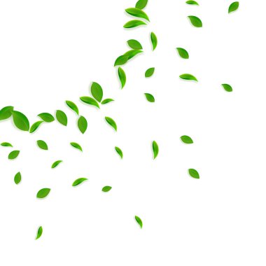 Düşen yeşil yapraklar. Taze çay. Karmaşık yapraklar.