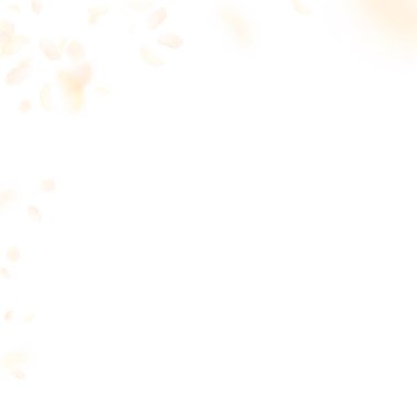 Sarı turuncu çiçek yaprakları dökülüyor. İndelibl!