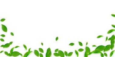 Düşen yeşil yapraklar. Taze çay. Karmaşık yapraklar.