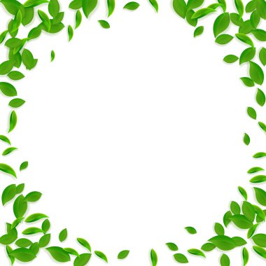 Düşen yeşil yapraklar. Taze çay. Karmaşık yapraklar.