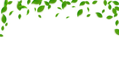 Düşen yeşil yapraklar. Taze çay. Karmaşık yapraklar.