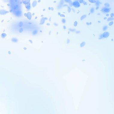 Koyu mavi çiçek yaprakları dökülüyor. Narin rom.