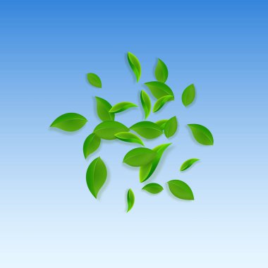 Düşen yeşil yapraklar. Taze çay. Karmaşık yapraklar.