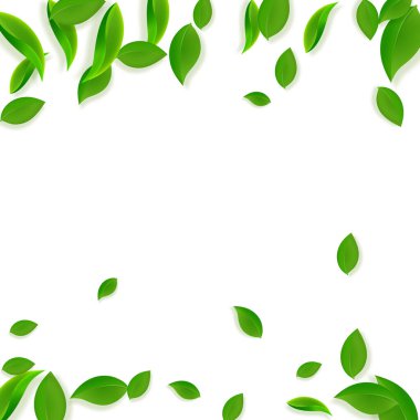 Düşen yeşil yapraklar. Taze çay. Karmaşık yapraklar.