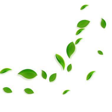 Düşen yeşil yapraklar. Taze çay. Karmaşık yapraklar.