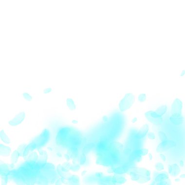 Turkuaz çiçek yaprakları dökülüyor. Çok hoş.