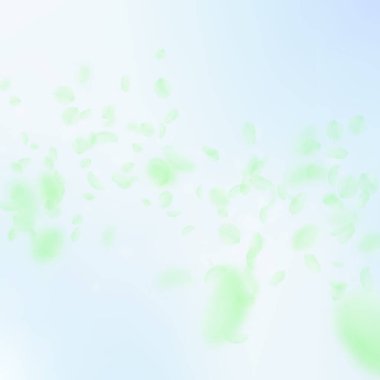 Yeşil çiçek yaprakları dökülüyor. Büyüleyici Romalı