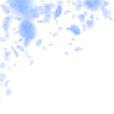 Koyu mavi çiçek yaprakları dökülüyor. Saygıdeğer 