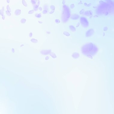 Mor çiçek yaprakları dökülüyor. Baştan çıkarıcı romantik.