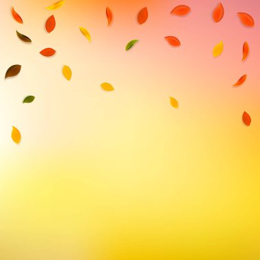 Sonbahar yaprakları dökülüyor. Kırmızı, sarı, yeşil, kahverengi...