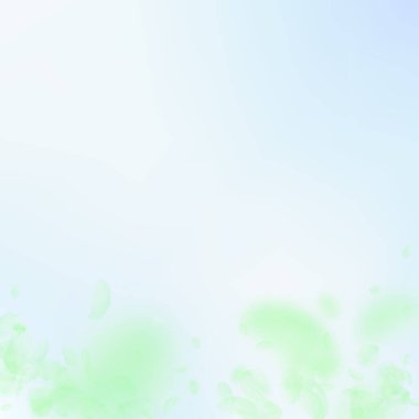 Yeşil çiçek yaprakları dökülüyor. Kayda değer Romalılar