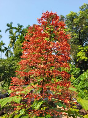 Tezgâhtar paniklemesi, yaygın olarak Pagoda Çiçeği olarak bilinir.