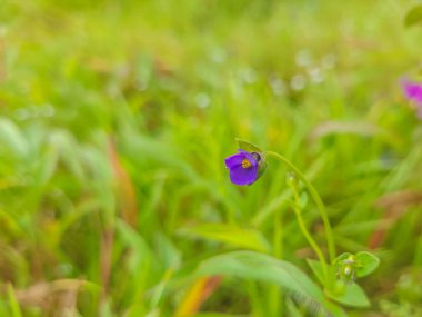 Mesane otu ya da Utricularia Çiçekleri cinsi