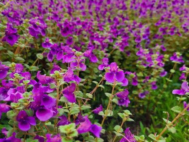 Aubretia veya Rock Cress çiçekleri