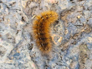 Kıllı tırtıl kayanın üstünde