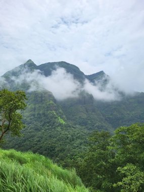 Dağ ve Gök Hint ormanlarında
