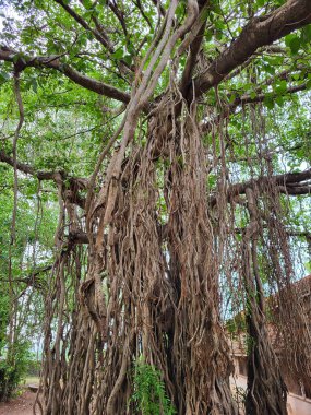 Banyan Tree (Ficus benghalensis) in Indian Villages