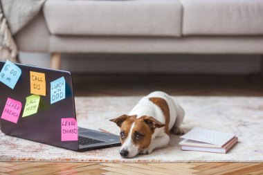 Küçük köpek kapalı. Pc ile Pretty köpek yavrusu. Dizüstü bilgisayarda çalışarak. Köpeğin sahibi kayıp. Jack Russel Terrier bilgisayarın yanında. Meşgul köpek.