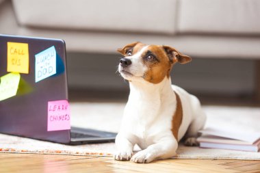 Küçük köpek kapalı. Dizüstü bilgisayarda evcil hayvan. Sevimli köpek yapmak için bir sürü insan görevleri olan. Aşırı Jack Rassel Terrier meşgul.