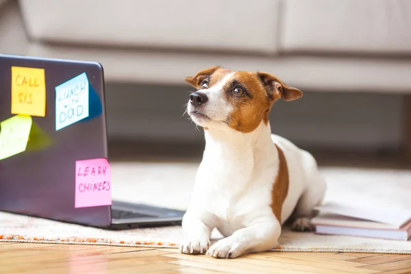 Little Dog Indoor Pet Laptop Cute Dog Having Lot Human — Stock Photo, Image