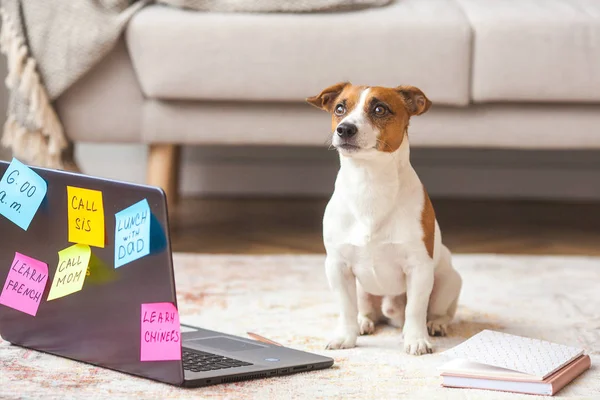 Küçük köpek kapalı. Dizüstü bilgisayarda evcil hayvan. Sevimli köpek yapmak için bir sürü insan görevleri olan. Aşırı Jack Rassel Terrier meşgul.