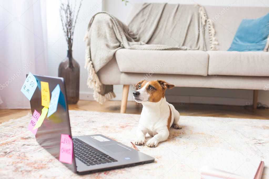Little dog indoor. Pet at the laptop. Cute dog having a lot human tasks to do. Overloaded Jack Rassel Terrier is busy.