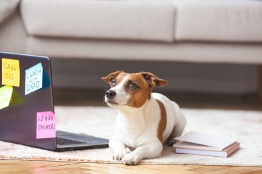 Köpek dizüstü bilgisayarda oturuyor. Akıllı evcil hayvan kavramı atış. pc'de jack russell terrier.